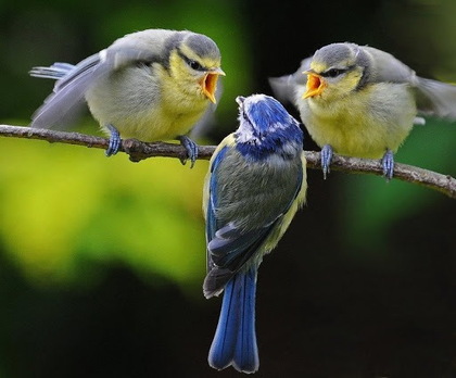 Question about three birds